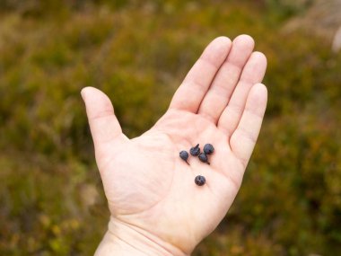 Avuç yaban mersini çilek