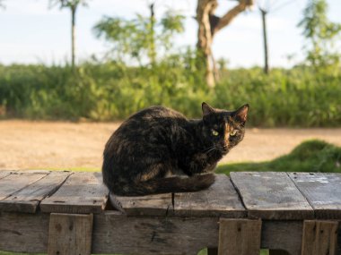ahşap bir masa üzerinde kedi