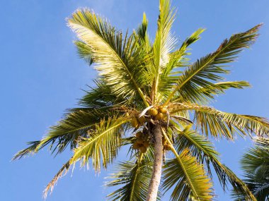 gökyüzü hurma ağaçlarının dalları