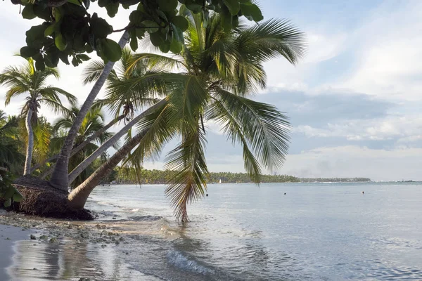 Denizin üzerinde eğimli avuç içi yelkenli