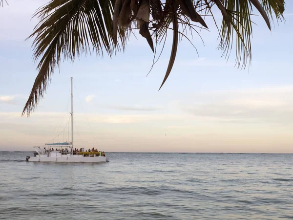 Palms lutande över havet, segelbåt — Stockfoto