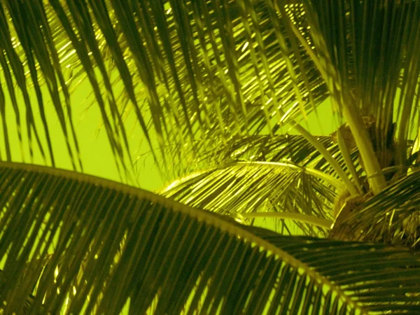 背景には、ヤシの枝、緑のフィルター — ストック写真