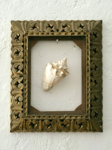 Muschel in einem Rahmen an einer weißen Wand — Stockfoto
