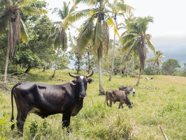Avuç içi arasında inek otlatmak