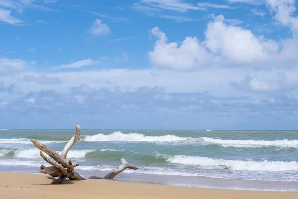 Oceaan, droge boom op het strand — Stockfoto