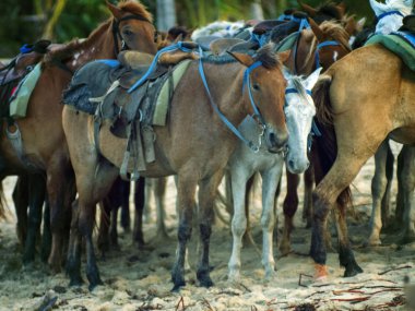 Atlar, çiftlik, plaj sürüsü