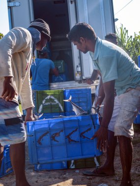 10 Aralık 2019, Hikkaduwa, Sri Lanka. Balıkçılar ağları ve tekneleri söküyorlar. Balıkçıların hayatı..