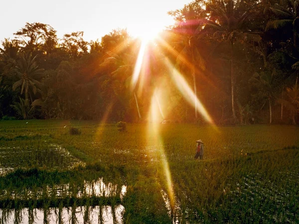 Puesta Sol Sobre Terrazas Arroz Campesinos Campo —  Fotos de Stock