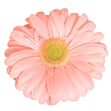 pembe papatya çiçeği