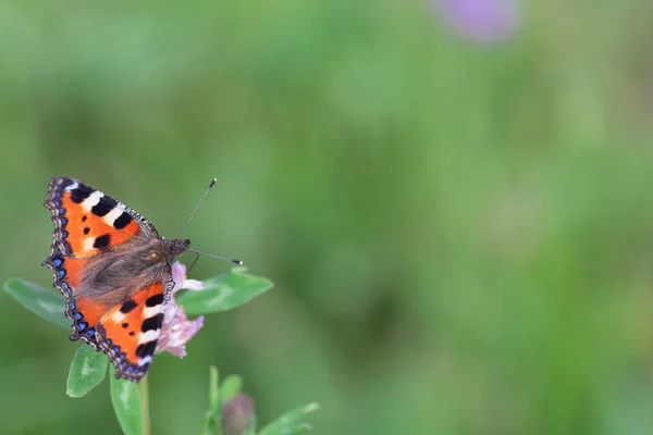 Оранжевая бабочка на цветке — стоковое фото