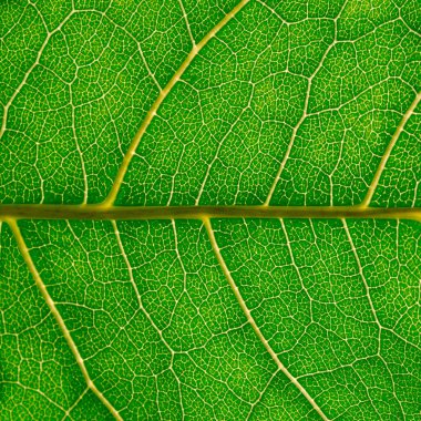 Hazel damarlar, makro fotoğrafçılık ile yeşil bir yaprak parçası.