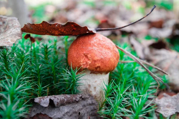 Bastante Pouco Cogumelo Comestível Abaixo Uma Folha Álamo Floresta Outono — Fotografia de Stock