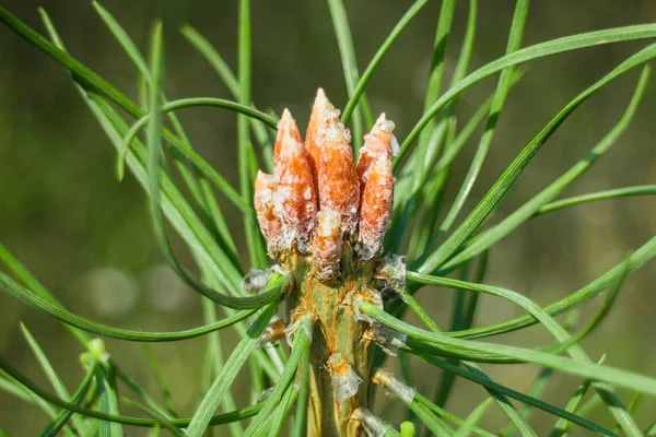 Young pine buds and fragrant pine needles — Stock Photo, Image