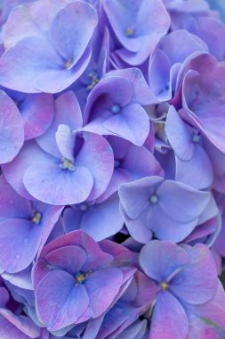 Mor renk hortensiya. Hydrangea makrophylla. Makro renkte bırakılmış.