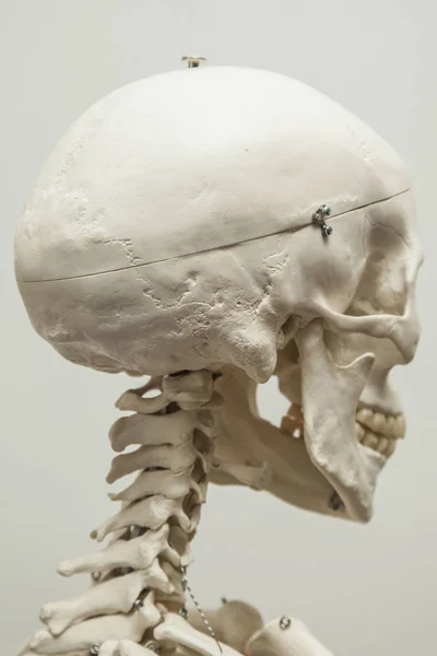 Modelo de crânio humano — Fotografia de Stock