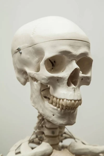 Människans kranium modell — Stockfoto