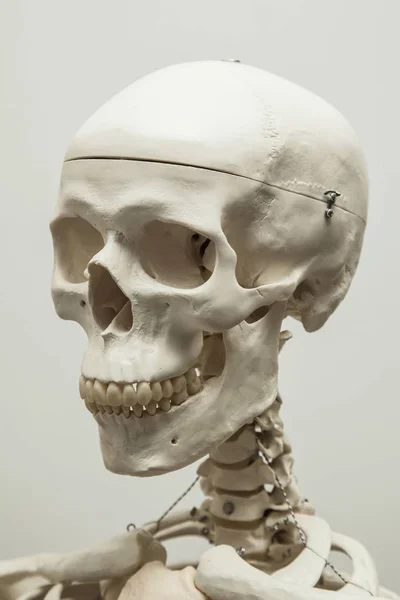 Human skull model — Stock Photo, Image