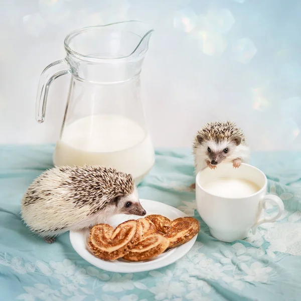 Drôle de hérissons près d'une tasse de lait — Photo