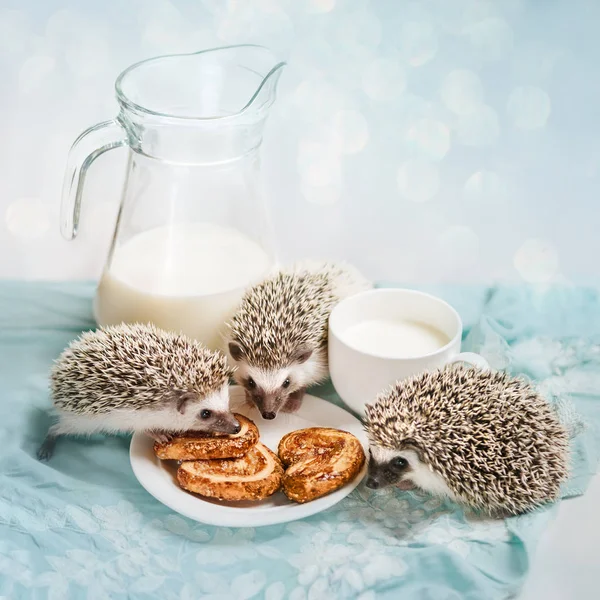 Erizos divertidos cerca de una taza de leche — Foto de Stock