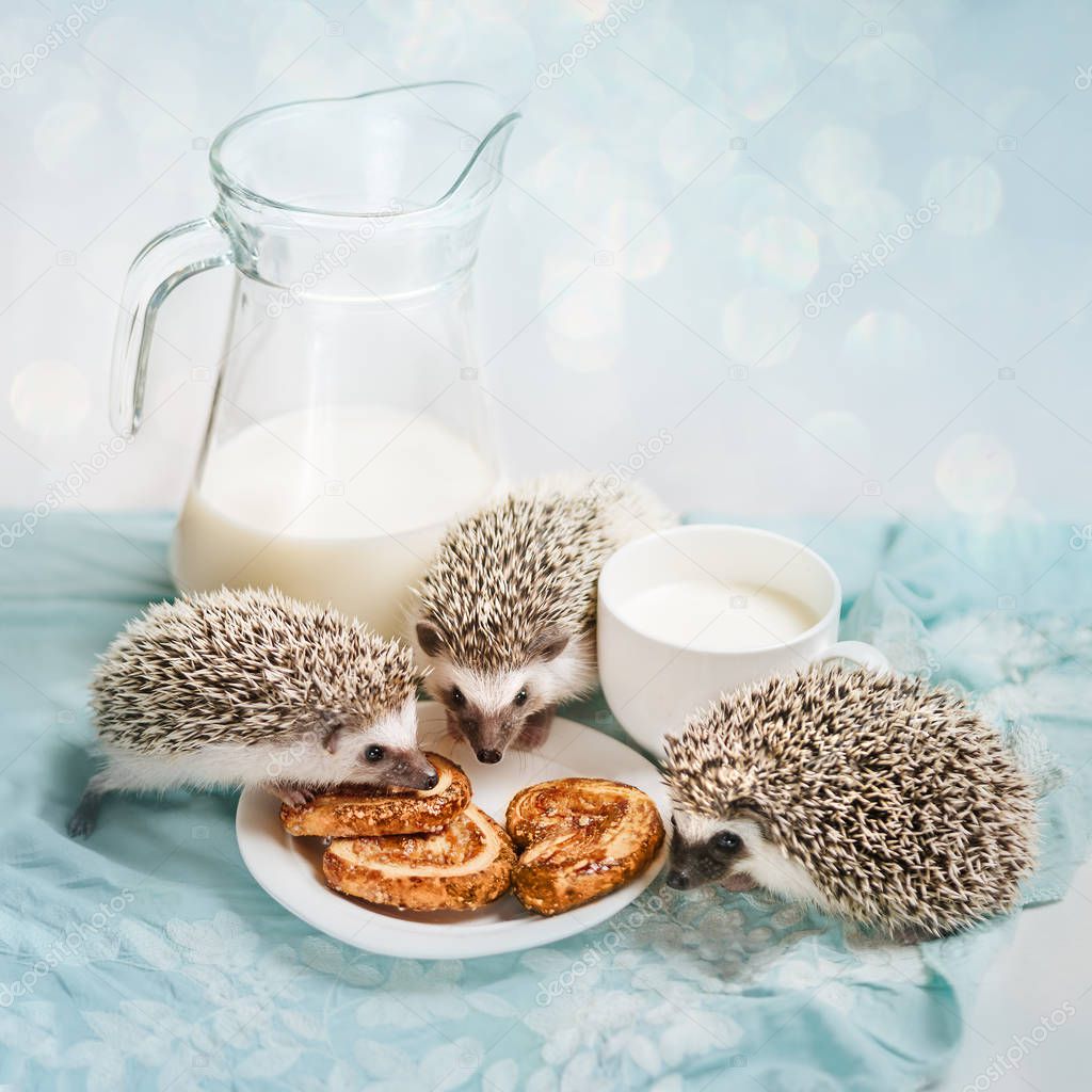 Funny hedgehogs near a mug of milk
