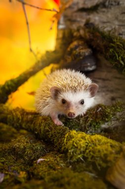 African pygmy hedgehog on moss clipart