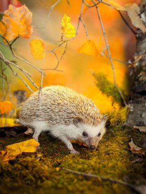 African pygmy hedgehog on moss clipart