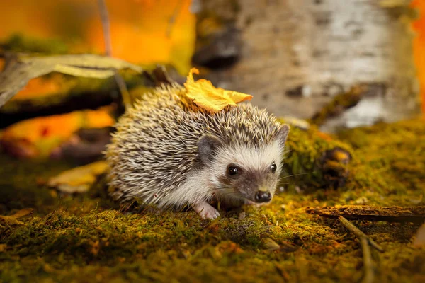 Afrikaanse pygmy egel op mos — Stockfoto