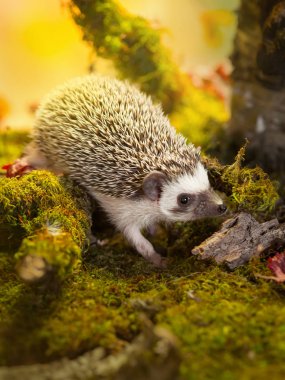 Small african pygmy hedgehog clipart