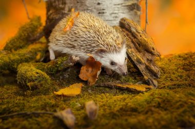 Küçük Afrika cüce kirpi