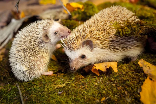 Small african pygmy hedgehogs — Stock Photo, Image