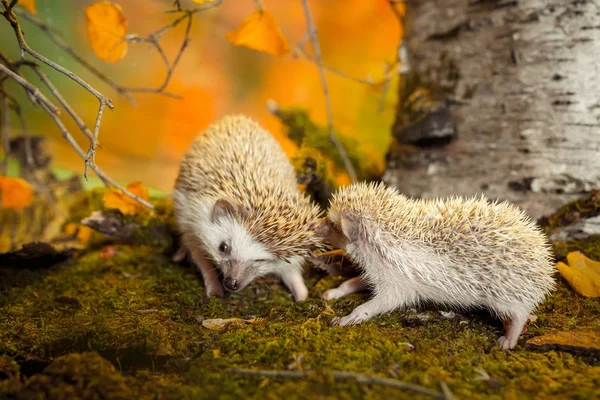 Small african pygmy hedgehogs — Stock Photo, Image