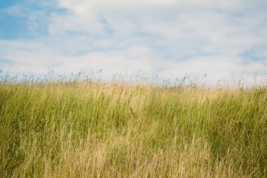Kırsal alanın kuru ot