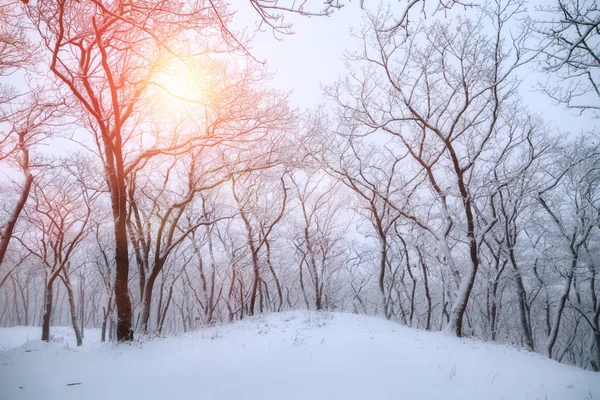 Hermoso bosque de invierno —  Fotos de Stock