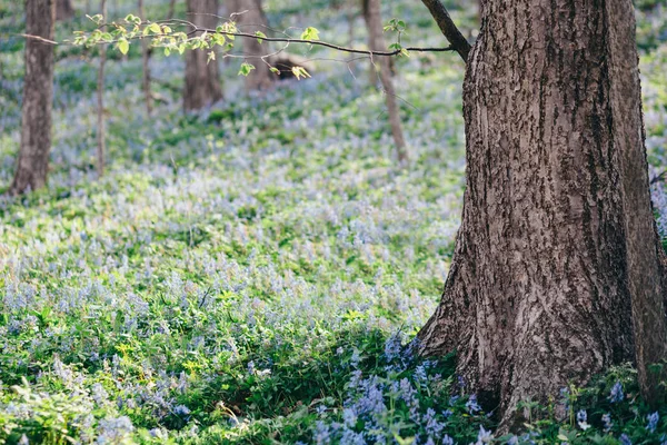 Lindas flores roxas na floresta de espionagem — Fotografia de Stock