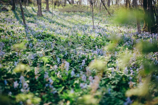Krásné fialové květy v lese pramen — Stock fotografie