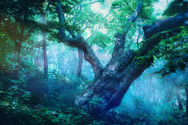 Magisk sommar skog — Stockfoto