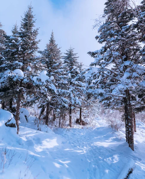 Русские снежные деревья — стоковое фото