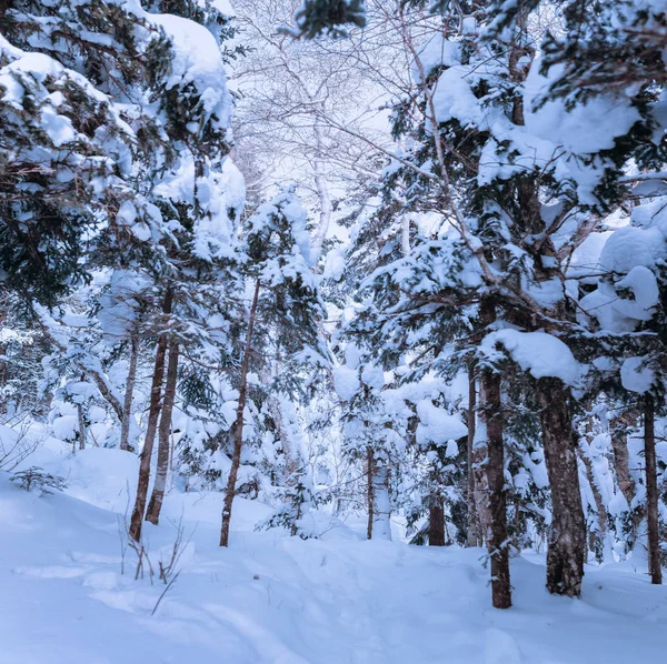 Русские снежные деревья — стоковое фото