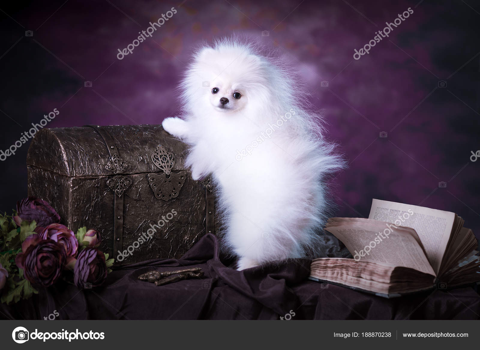 Cute Puppies White Fluffy