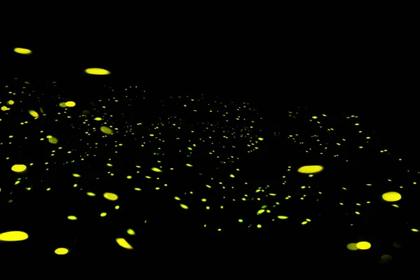 Firefly, lightning bugs on black background — Stock Photo, Image