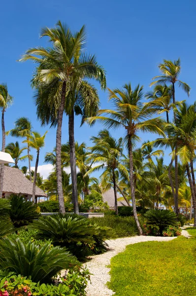 Le jardin avec palmiers, plantes tropicales, herbe verte et sentiers pédestres en République dominicaine — Photo