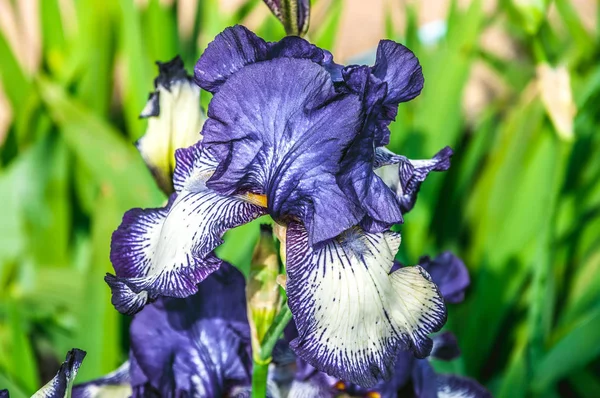 Flores de iris, una hermosa flor de primavera de color brillante es de diferentes tonos —  Fotos de Stock