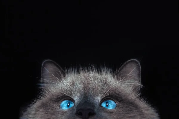 Neva Masquerade Cat em um fundo preto — Fotografia de Stock