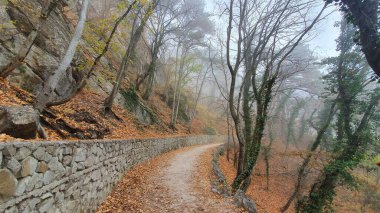 Sisli bir ormanda dağ yolu