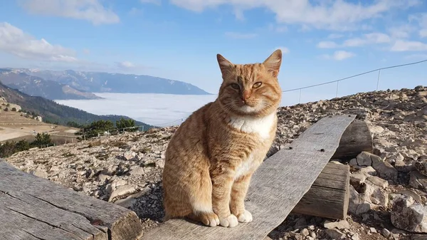 Kızıl kedi dağlarda bir bankta oturuyor.