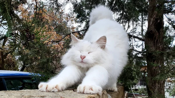 Beyaz tüylü kedi sokakta uyuduktan sonra geriliyor.