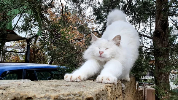 white fluffy cat is stretched after sleeping on the street