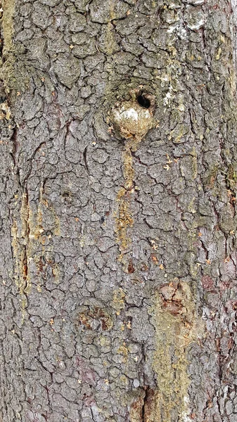 Trädbark Med Harts — Stockfoto