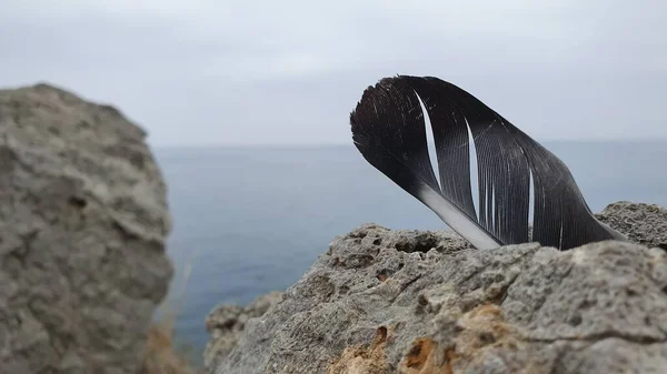 Yalnız kuş tüyü kayanın üstünde