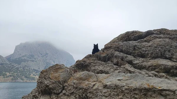 Siyah kedi taşların üzerinde oturuyor.